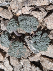 Oreonana vestita