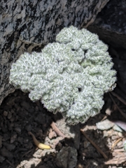 Oreonana vestita