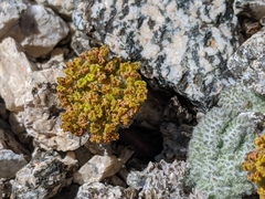 Oreonana vestita