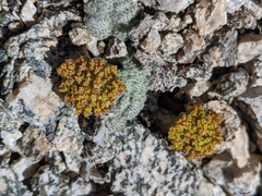 Oreonana vestita