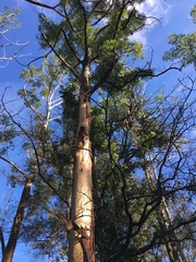 Eucalyptus grandis