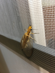 Protohermes costalis