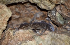Tarentola americana