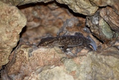 Tarentola americana