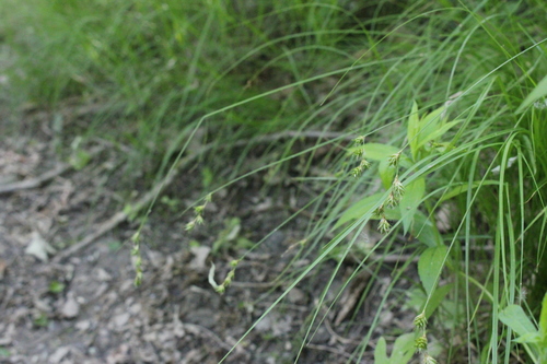 Carex echinodes (Carex echinodes)