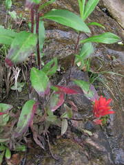 Castilleja miniata dixonii