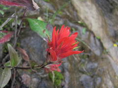 Castilleja miniata dixonii