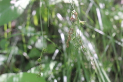 Carex echinodes