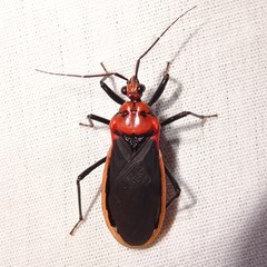 Rhiginia cinctiventris