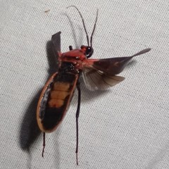 Rhiginia cinctiventris