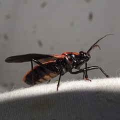 Rhiginia cinctiventris