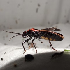 Rhiginia cinctiventris
