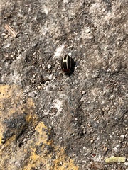 Calligrapha californica