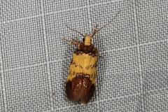 Morphotica mirifica