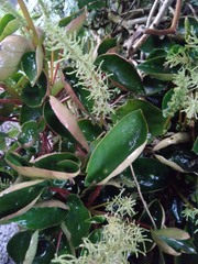 Peperomia peltigera