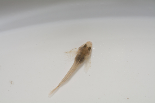 Chabot Bullhead