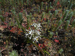 Oxalis massoniana