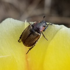 Strigoderma arbicola