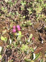 Kalmia polifolia