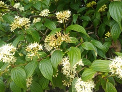 Cornus excelsa