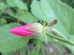 Parapediasia decorellus