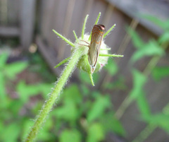 Parapediasia decorellus