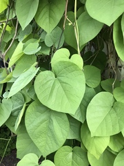 Aristolochia macrophylla