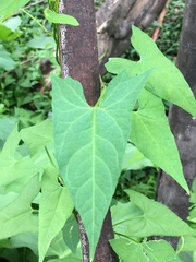 Calystegia marginata