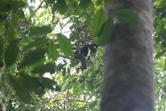 Chiropotes albinasus