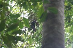 Chiropotes albinasus