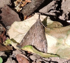 Hypena humuli