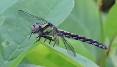 Ophiogomphus