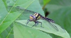 Ophiogomphus
