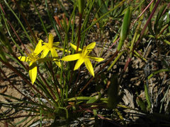 Pauridia serrata serrata