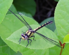 Ophiogomphus