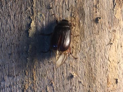 Serica atracapilla