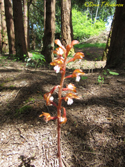 Corallorhiza maculata occidentalis