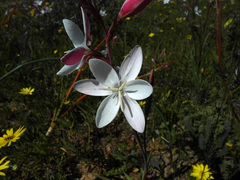 Hesperantha cucullata