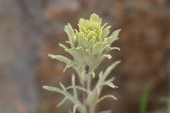 Castilleja pilosa pilosa
