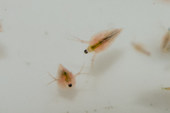 Daphnia