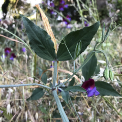 Lathyrus odoratus