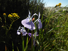 Moraea grandis