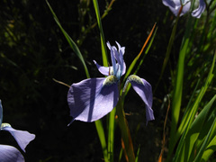 Moraea grandis