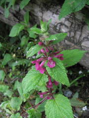 Stachys mexicana