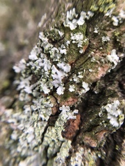 Physciaceae