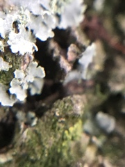 Physciaceae