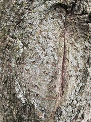 Physciaceae