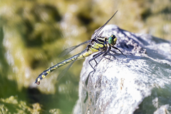 Gomphurus lineatifrons