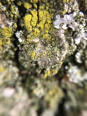 Lecanoromycetes