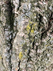 Lecanoromycetes